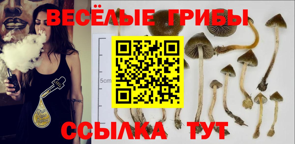 Псилоцибиновые грибы Psilocybe Бийск